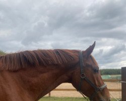 Dressurpferd Utavi (Trakehner, 2018, von Dürrenmatt (ex Domino))