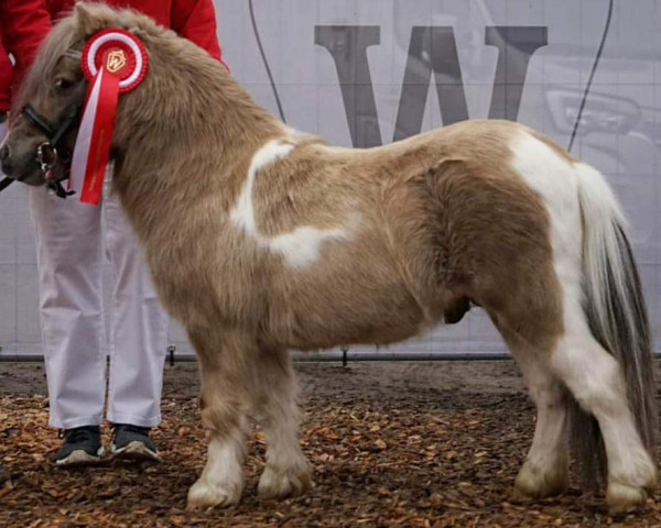 horse Niederbroks Herzkönig (Shetland pony (under 87 cm), 2019, from Hummer van Stal Polderzicht)