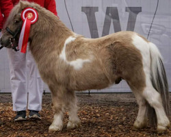 Pferd Niederbroks Herzkönig (Shetland Pony (unter 87 cm), 2019, von Hummer van Stal Polderzicht)