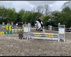 jumper Obelix 201 (Connemara Pony, 2012, from Derrymore Duncan)