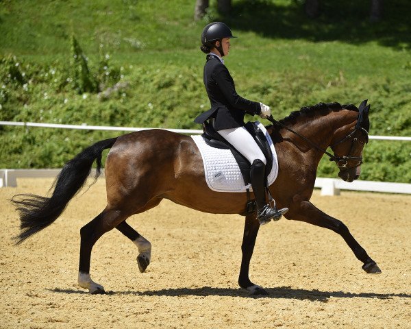 dressage horse Desert Rose 3 (German Riding Pony, 2008, from FS Don't Worry)