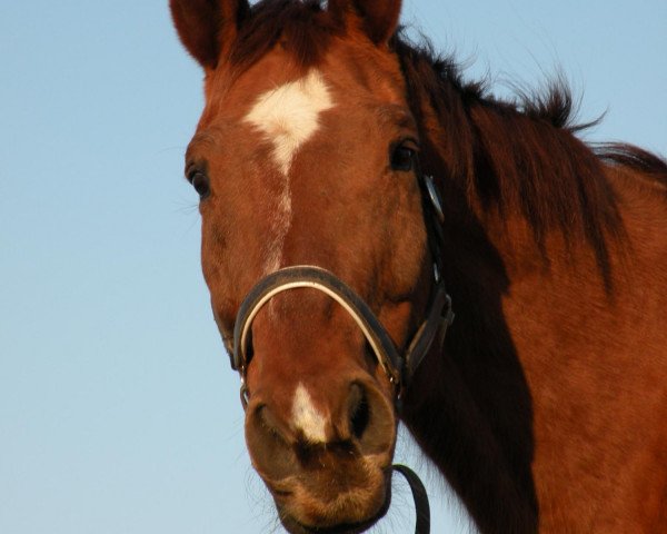 horse Prusso (Hessian Warmblood, 1986, from Präfectus xx)