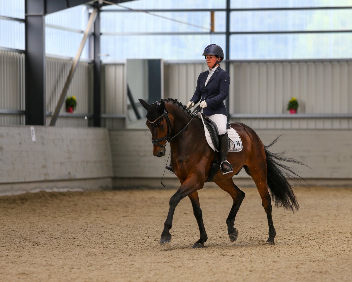 dressage horse Federk÷nig T (Westphalian, 2015, from Fürsten-Look)