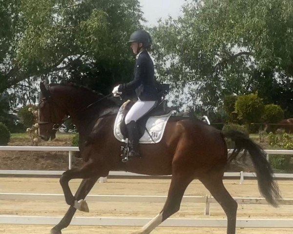 dressage horse Santolini (Hanoverian, 2018, from Secret)