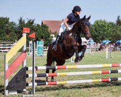 jumper Di Layla 3 (Deutsches Sportpferd, 2011, from Dressage Royal)