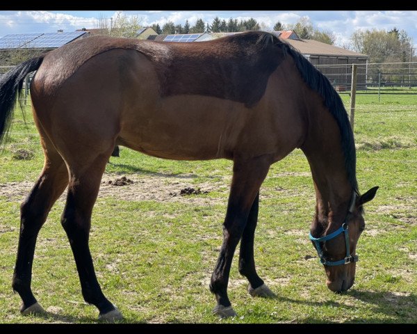 dressage horse Foenix 5 (Westphalian, 2018, from Fürstenball)