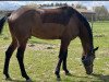 dressage horse Foenix 5 (Westphalian, 2018, from Fürstenball)