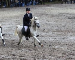 horse Robby (Welsh mountain pony (SEK.A), 1997, from Rondo)