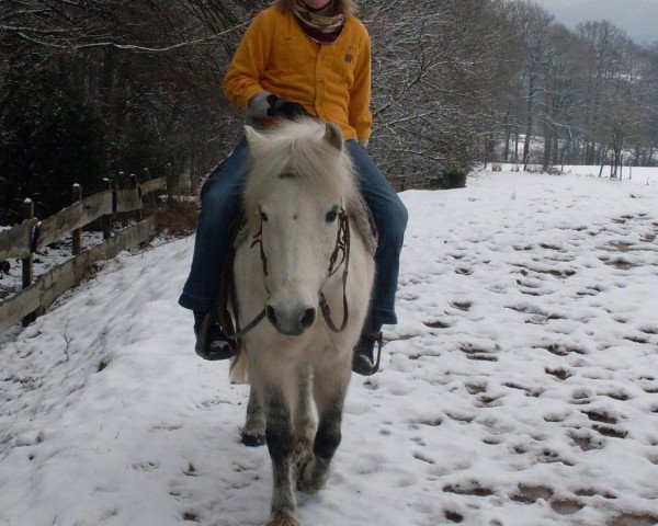 Pferd Reve D'or (Welsh Mountain Pony (Sek.A),  , von Rondo)