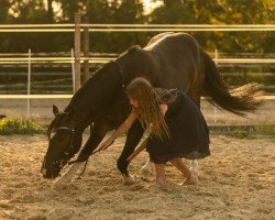 dressage horse Nino de Angelo 8 (German Riding Pony, 2012, from No Limit)