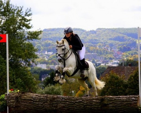 Pferd Revelino (Welsh Mountain Pony (Sek.A), 1998, von Rondo)