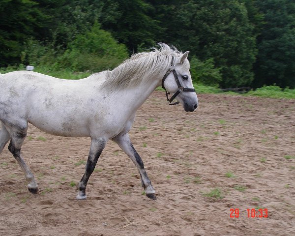 horse Ronja (Welsh mountain pony (SEK.A), 1998, from Rondo)
