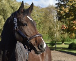 Springpferd Calea La Dame Digne (Holsteiner, 2017, von Crunch 3)