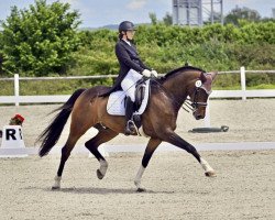 dressage horse Christ de Renoir (Bavarian, 2009, from Christ)