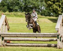 Dressurpferd Della Stella Sdh (Österreichisches Warmblut, 2014, von Follow Me OLD)