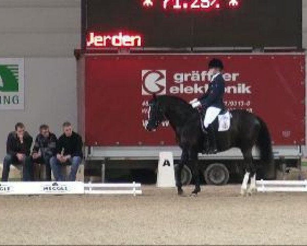 dressage horse Ghost 41 (German Riding Pony, 2003, from Going Top)