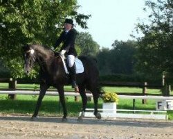 dressage horse Royal Son 5 (Westphalian, 1994, from Royal Angelo I)