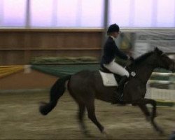 jumper High Top Lad (Irish Sport Horse, 2005, from Aldatus Z)