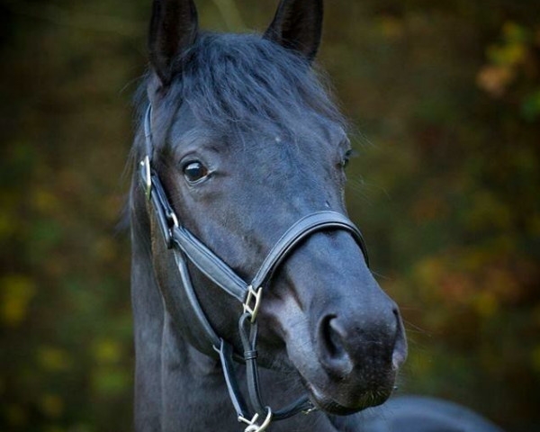 dressage horse Sir Carismo (Westphalian, 2013, from Sir Fidergold)