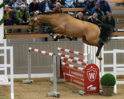 stallion Hengst von Bellini Royal / Cosido (Westphalian, 2020, from Bellini Royal)