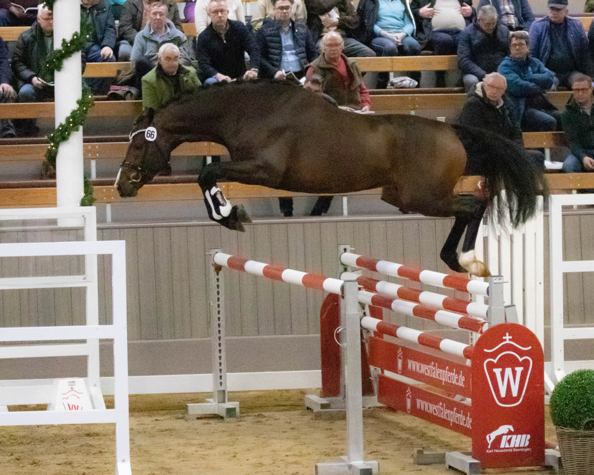 Springpferd Costa Cordalis (Westfale, 2020, von Comme il Faut)
