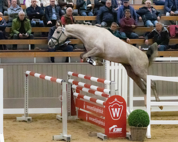 jumper Hengst von Comme il faut NRW / Argentinus (Hanoverian, 2020, from Comme il Faut)