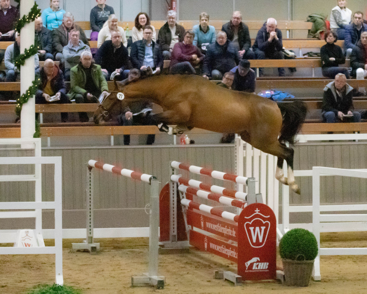 stallion Diquaid de Plaisir (Hanoverian, 2020, from Diamant de Plaisir)