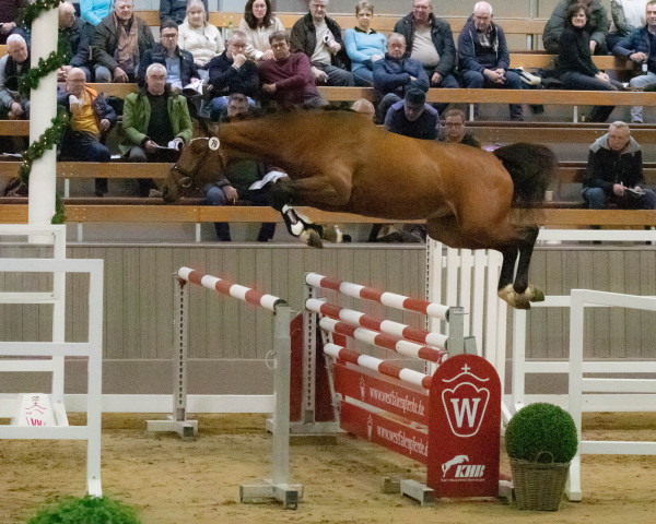stallion Highway II (KWPN (Royal Dutch Sporthorse), 2020, from Eldorado vd Zeshoek Tn)