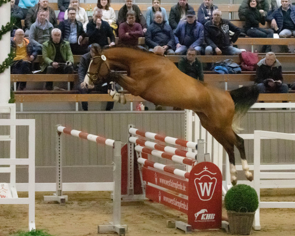 jumper Earl Grey de la Marchette Z (Zangersheide riding horse, 2020, from Emerald van 't Ruytershof)
