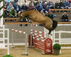 Springpferd Catmandu 3 (Westfale, 2020, von Grand Slam VDL)