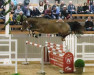 jumper Hengst von Hickstead White / Cassanova (Oldenburg show jumper, 2020, from Hickstead White)