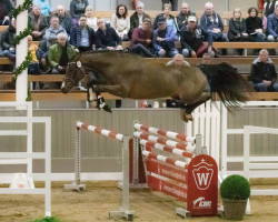 Springpferd Hengst von Hickstead White / Cassanova (Oldenburger Springpferd, 2020, von Hickstead White)