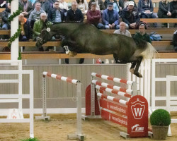 Springpferd Hengst von Varihoka du Temple / Cornado NRW (Westfale, 2020, von Varihoka du Temple)