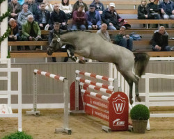 jumper Hengst von Pegase van't Ruytershof / Sable Rose (Calvados) (Belgian Warmblood, 2020, from Pegase van 't Ruytershof)