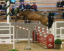 jumper Hengst von Manchester van't Paradijs / Cellestial (German Sport Horse, 2020, from Manchester van't Paradijs)