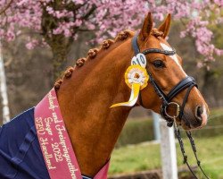 Deckhengst FH Dancing Winner (Deutsches Reitpony, 2018, von Dancing Fox 2)