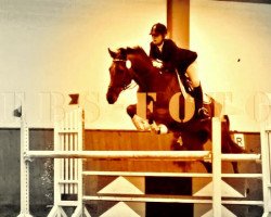 jumper Tabisko (Trakehner, 2002, from Abisko)