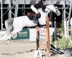 jumper Hokus Pokus (KWPN (Royal Dutch Sporthorse), 2012, from Zirocco Blue)