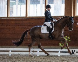 dressage horse Boteros (Westphalian, 2013, from Botero)