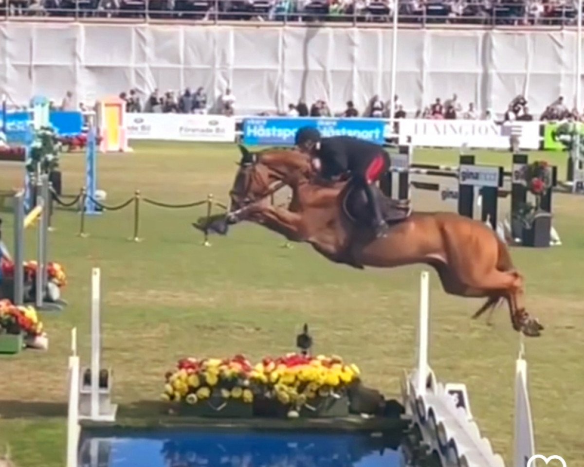 jumper Chalou (Oldenburg show jumper, 2009, from Chacco-Blue)