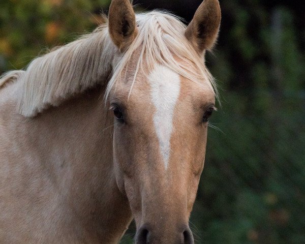 broodmare Wasteins Delfina (German Riding Pony, 2018, from Darubi Gold)