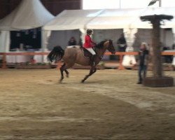 jumper Lillibett (German Sport Horse, 2003, from Lesotho)