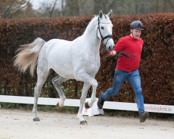 stallion Agalord (Westphalian, 2020, from Aganix du Seigneur)