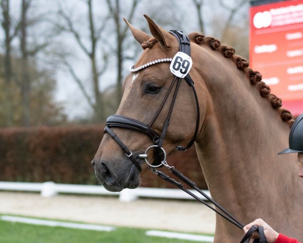 stallion Consantos (KWPN (Royal Dutch Sporthorse), 2020, from Conthargos)