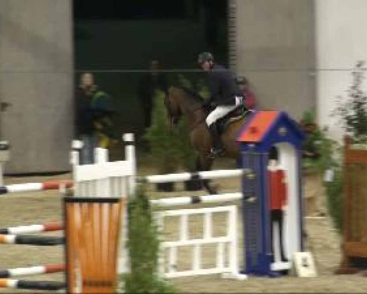 stallion Catcher (Holsteiner, 2003, from Caretino)