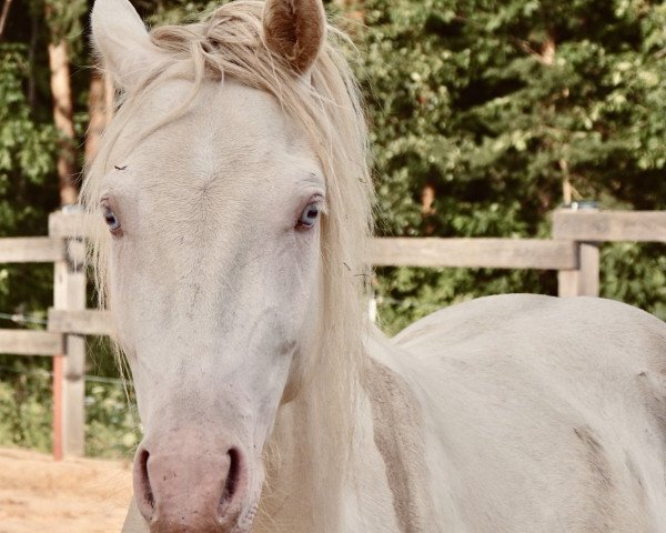 Dressurpferd Dumbledore’s Blue Eyes (Deutsches Reitpony, 2017, von HET Don´t forget me)