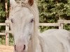 dressage horse Dumbledore’s Blue Eyes (German Riding Pony, 2017, from HET Don´t forget me)