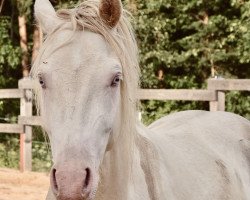 Dressurpferd Dumbledore’s Blue Eyes (Deutsches Reitpony, 2017, von HET Don´t forget me)