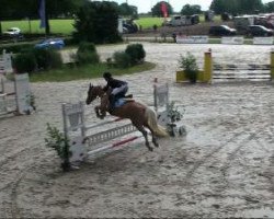 jumper Golden Forest (German Riding Pony, 1990, from Golden Bel Ami)