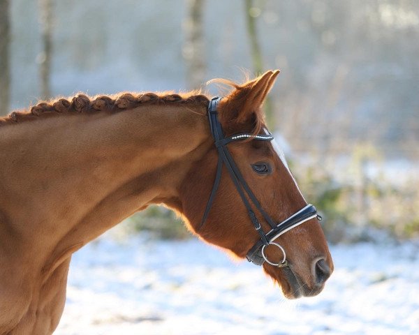 horse Wenona 5 (Hanoverian, 2003, from Waterford)